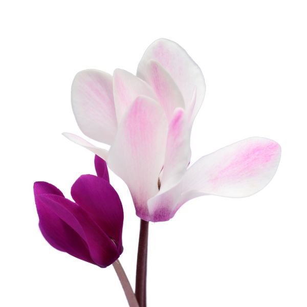 Cyclamen europaeum homeopathic remedy in selectable sizes of pillules, drops or spray bottle variants