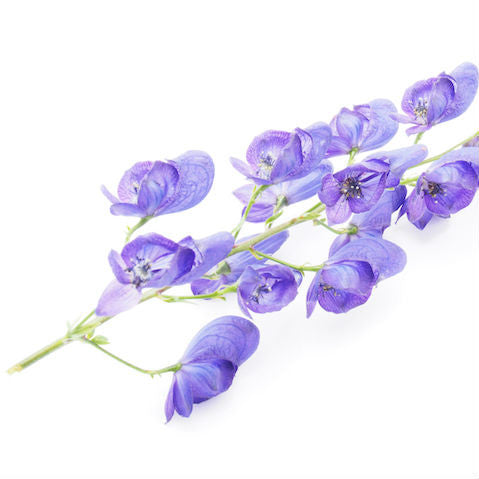 Aconite napellus