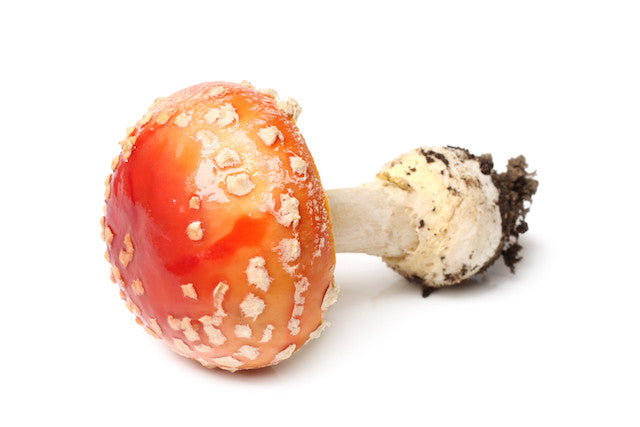 Agaricus muscarius homeopathic remedy in a labelled bottle, available in pillules, drops, or spray format