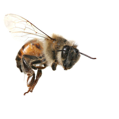 Apis mellifica homeopathic remedy, available in pillules, drops, or spray, in a variety of sizes.
