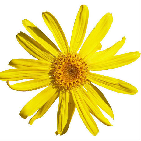 Arnica flower on white background