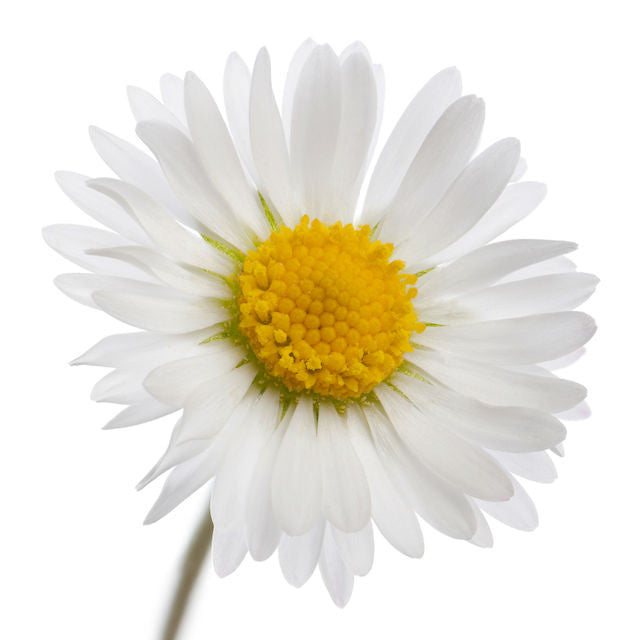 Bellis perennis homeopathic product in a labelled bottle with choices for pill, drop, or spray delivery method
