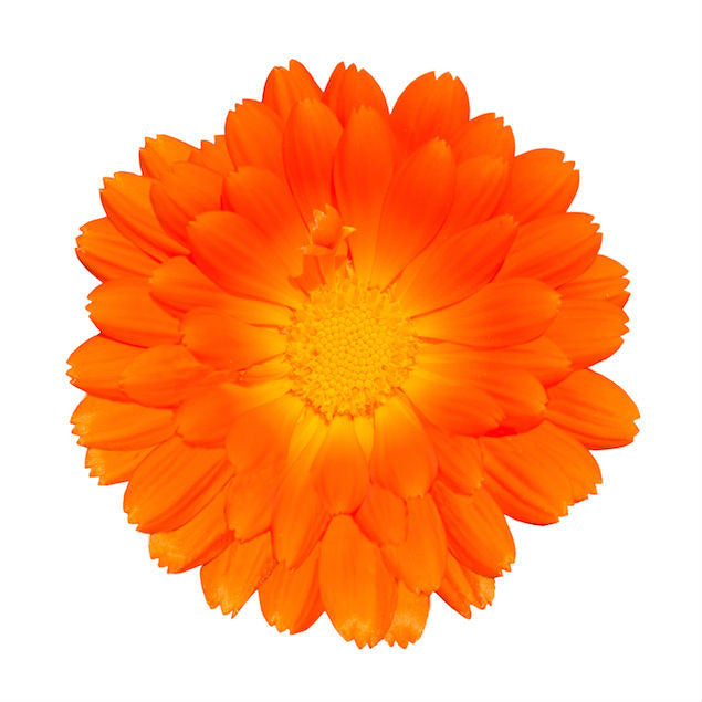 Calendula officinalis homeopathic remedy in choice of pillules, drops, or spray format