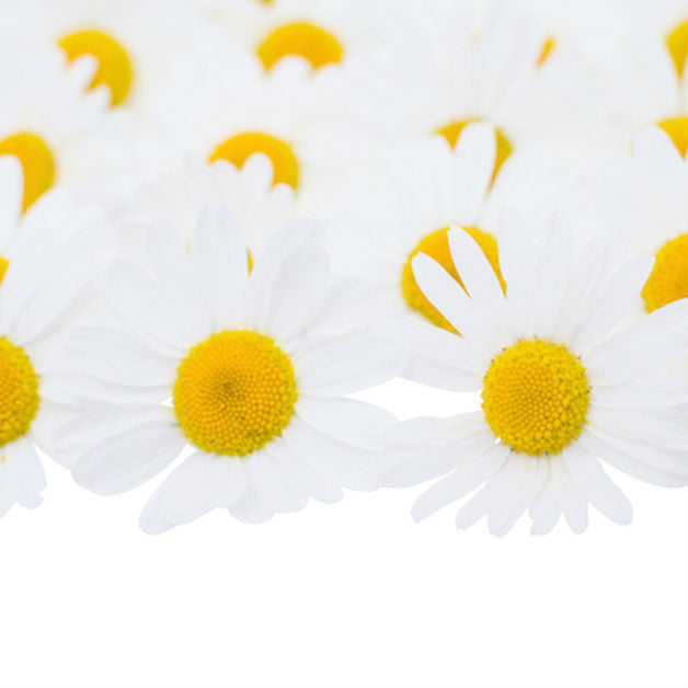 Chamomilla homeopathic remedy in 10 ml or 20 ml option, offered in either pillules, drops or spray format.