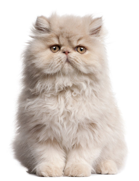 Cat Hair 30c