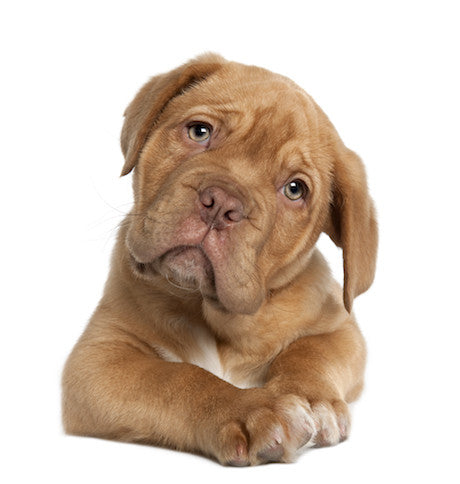 Dog Hair homeopathic remedy in a variety of delivery methods including pillules, sprays, or liquid drops