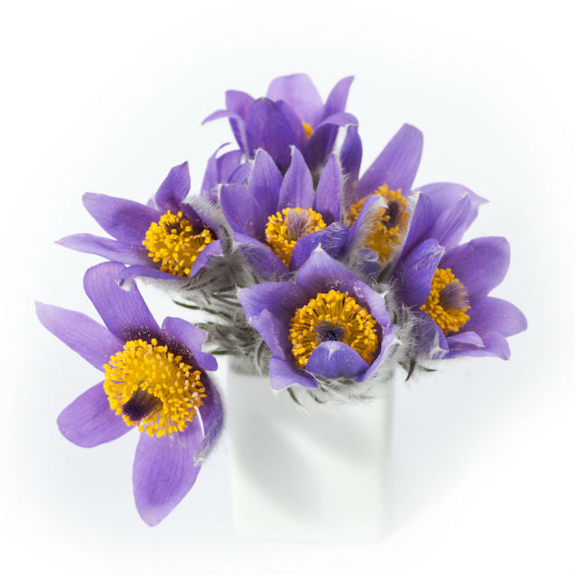Pulsatilla pratensis homeopathic remedy in packaged form, available in various sizes and delivery methods including pillules, drops, and spray.