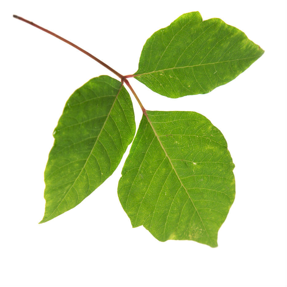 Rhus Toxicodendron homeopathic remedy in versatile delivery formats including pillules, drops, or spray in minimalist packaging