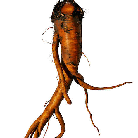 Rumex root that is used to make the homeopathic remedy