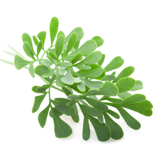 Ruta graveolans homeopathic remedy in a choice of pillules, drops, or spray form