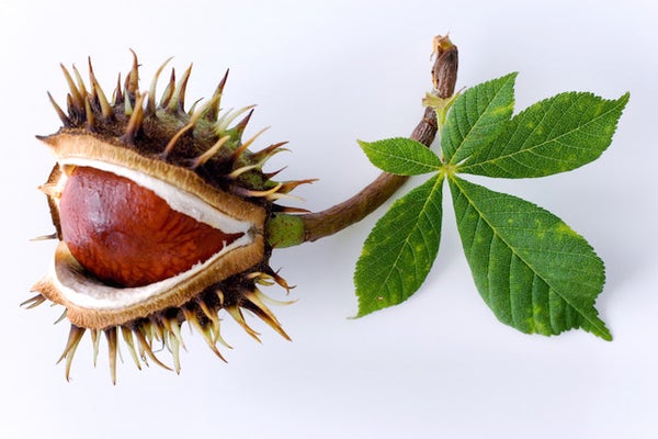 Homeopathic Aesculus hippocastanum in a small glass bottle, available in pillules, drops, or spray