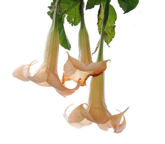 Stramonium homeopathic remedy in a selection of pillules, drops, and sprays with the Thorn-apple source stated on the label