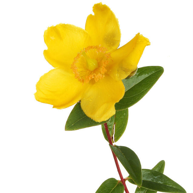 St John's Wort derived Hypericum perforatum homeopathic product available in pillules, drops and spray