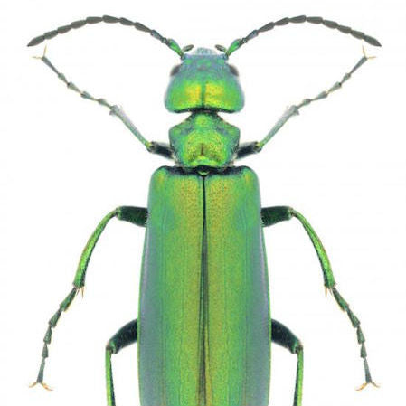 Cantharis vesicatoria homeopathic remedy available in pillules, drops, or spray in a choice of sizes