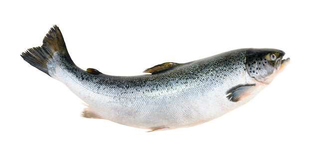 Homeopathic Onchorynchus tshawytscha sourced from King Salmon in various options of pillules, drops or spray in a minimalist packaging
