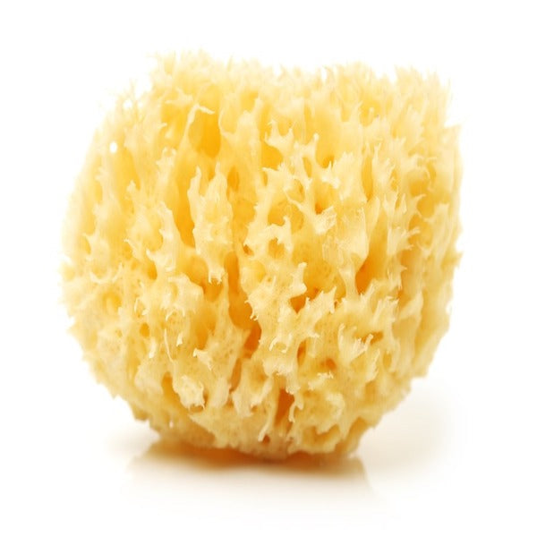 Roasted sea sponge Spongia tosta homeopathic remedy in a labelled bottle with optional formats like pillules, drops, or spray
