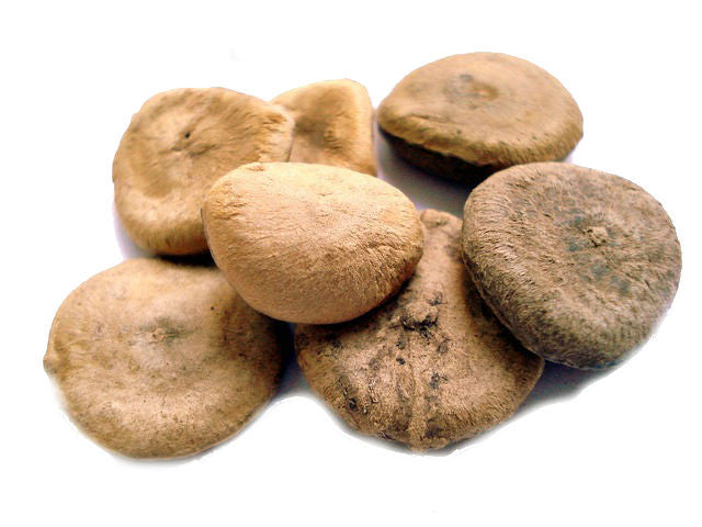 Bottle of Nux vomica homeopathic remedy in pillule, drop, or spray form, derived from the Strychnine tree