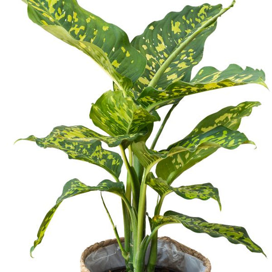 Caladium seguinum