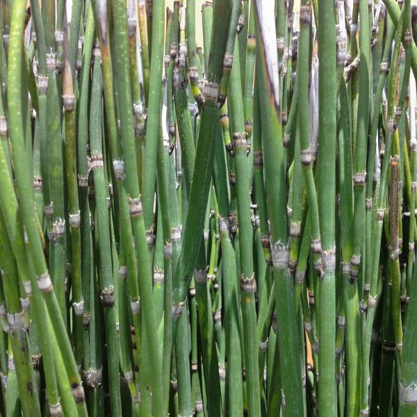 Rough Horsetail (Equisetum hyemale)