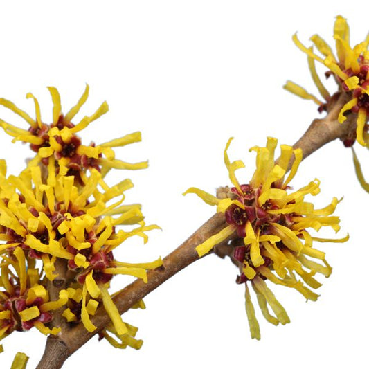 Hamamelis virginiana