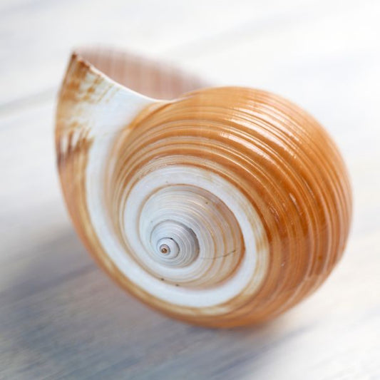 Helix tosta
