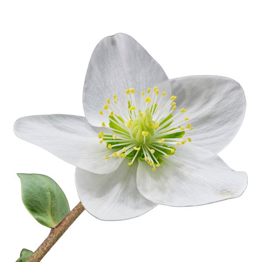 Helleborus niger