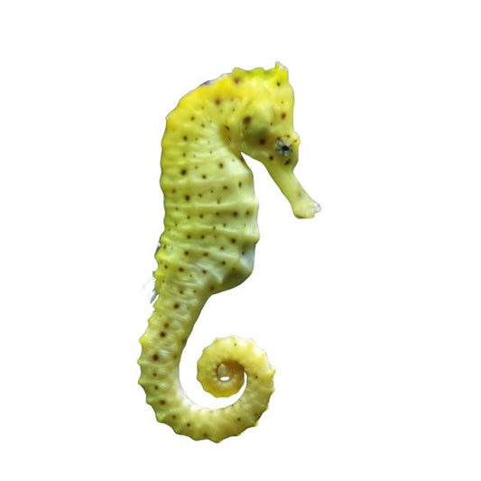 Hippocampus kuda