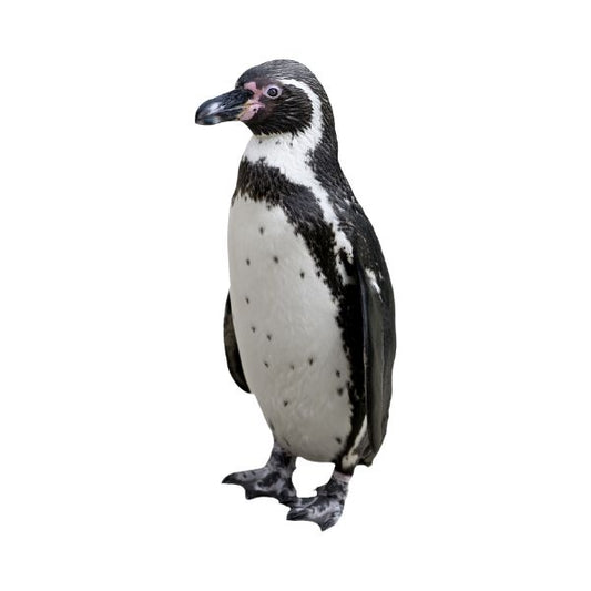 Humboldt Penguin