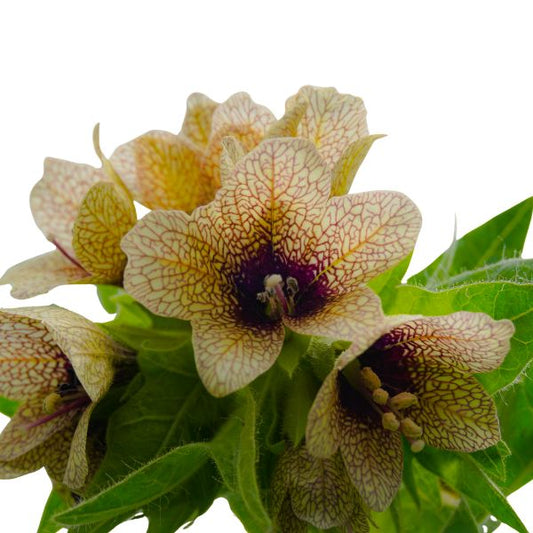Hyoscyamus niger