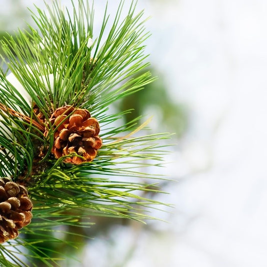 Pine Pollen 30c Homeopathy