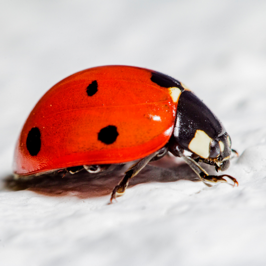 Coccinella septempunctata