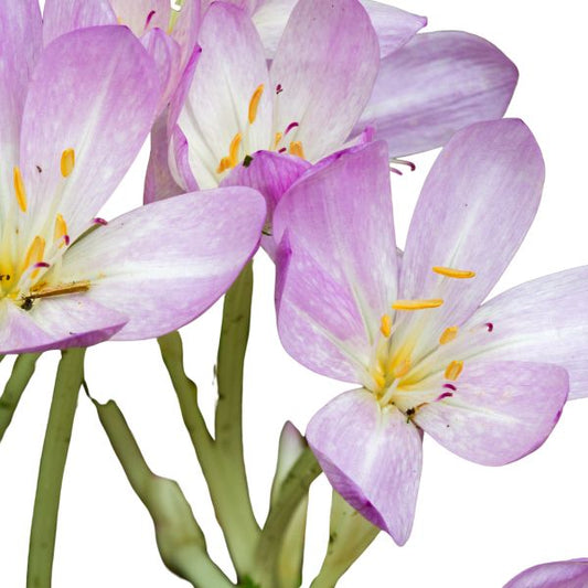 colchicum autumnale flowers