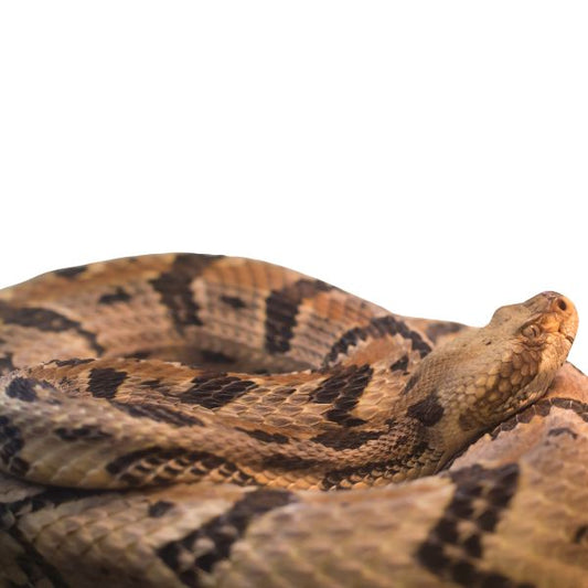 Crotalus horridus