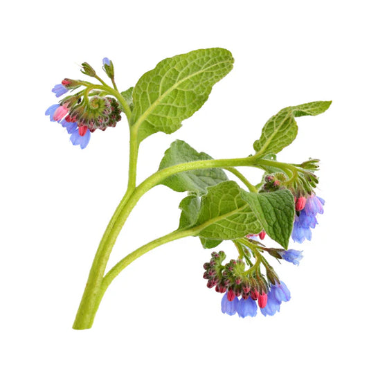 symphytum officinale sourced from comfrey or knitbone