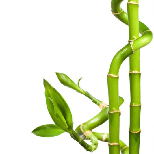 bambusa arundinacea