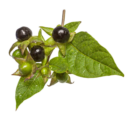 belladonna homaccord sourced from deadly nightshade