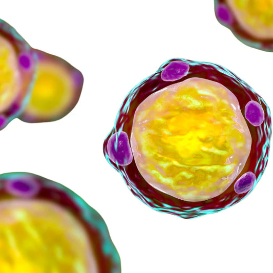 blastocystis hominis