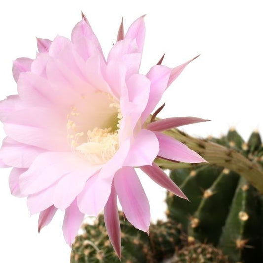 cactus 30 homeopathy uses