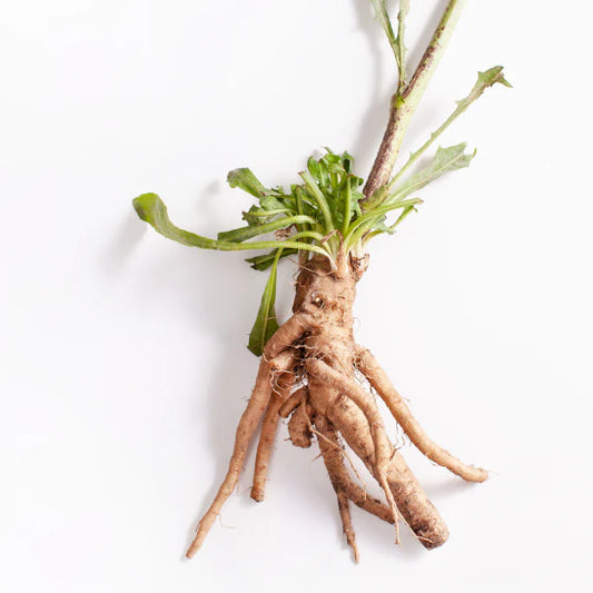 cichorium intybus sourced from chicory flower