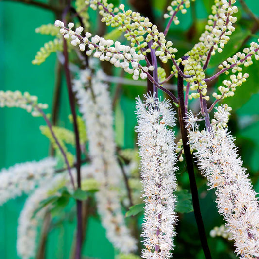 cimicifuga racemosa homeopathy