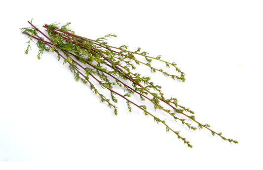cina maritima sourced from worm seed
