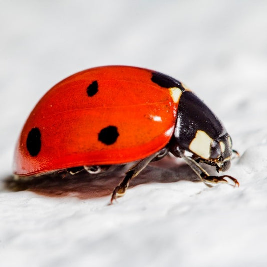 coccinella septempunctata