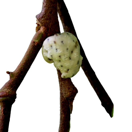 coccus cacti