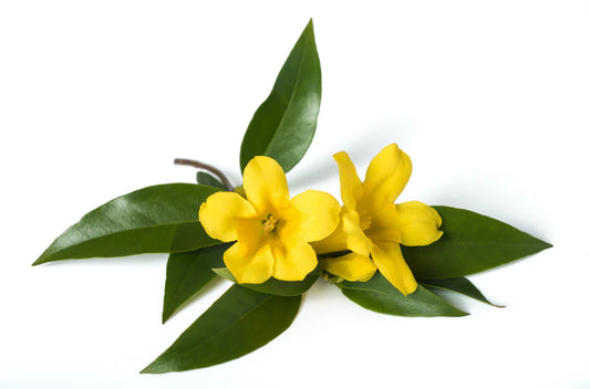 gelsemium sempervirens sourced from yellow jasmine flower