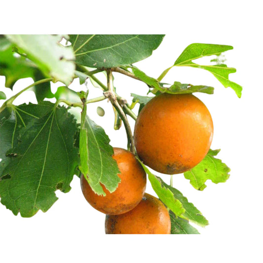 ignatia amara homeopathy