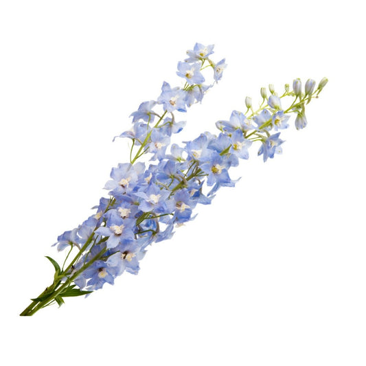 staphysagria homeopathy