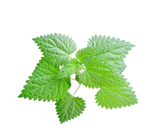 urtica urens homeopathy